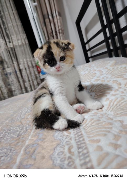 Котёнок девочка продам