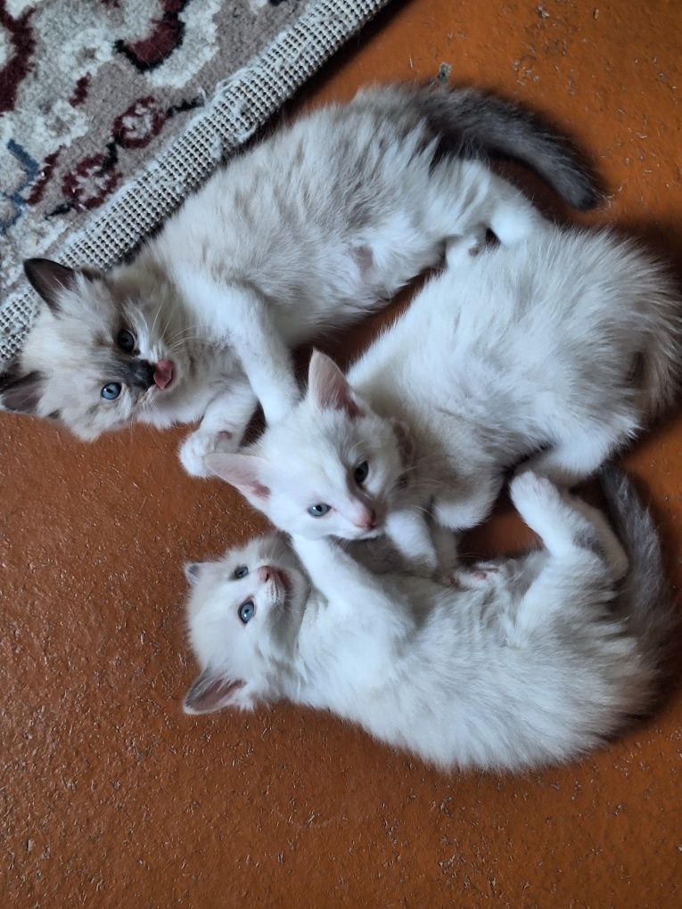 Сиамские котята.