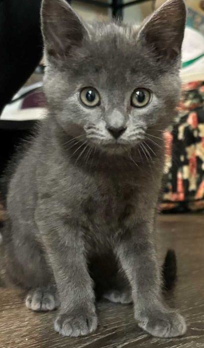 Котёнок мальчик 3 месяца