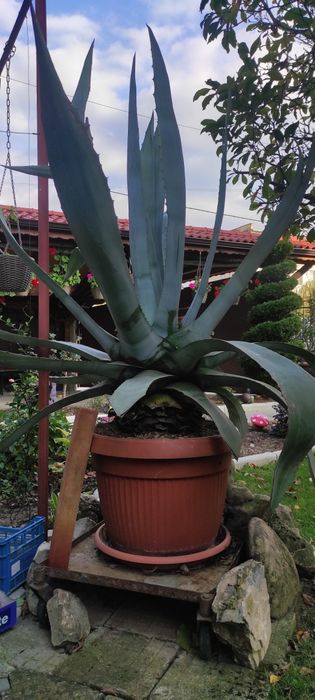 Столетник Агаве Алое