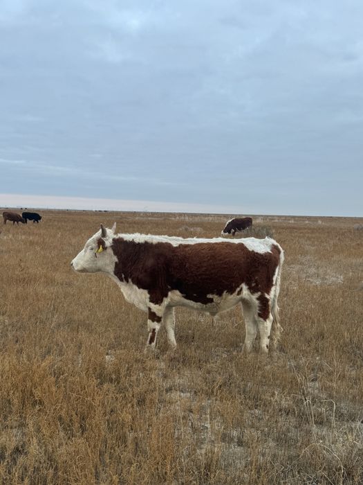 Сиыр малы сатылады еркек бұқашық жасы 1 жаста 2 ай күиі жақсы