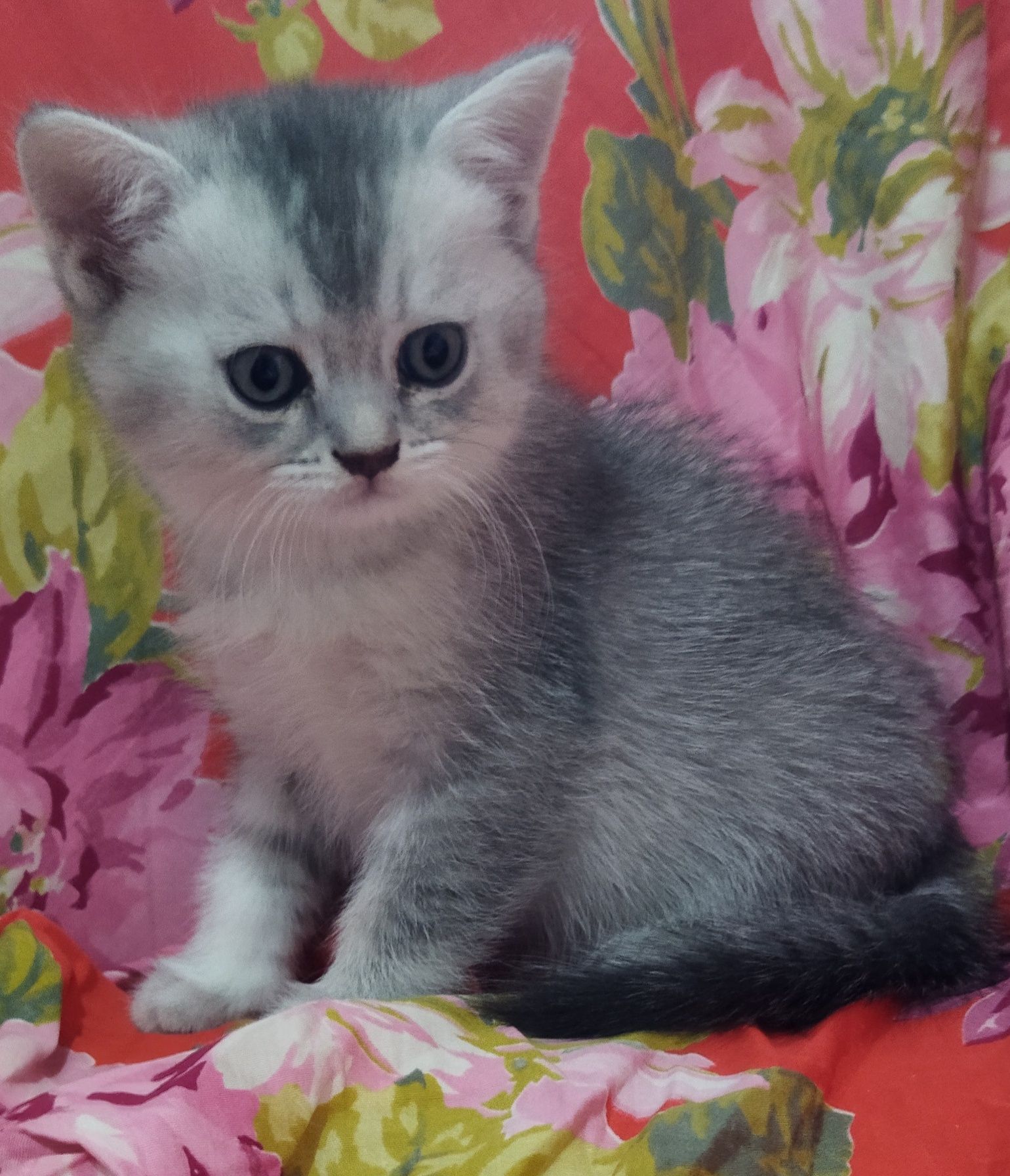 Шотландские котята.