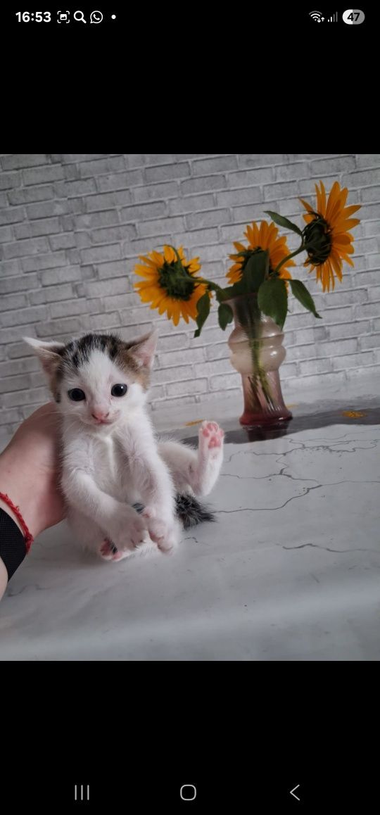 В добрые руки  котята