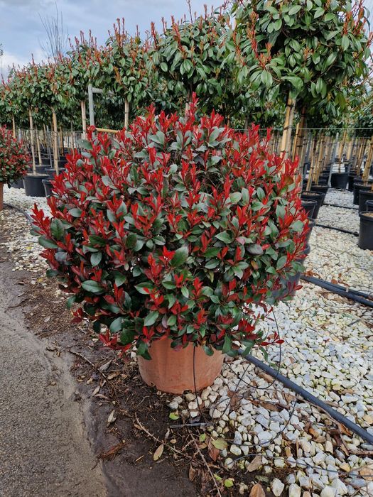 Potinia glob (red robin)