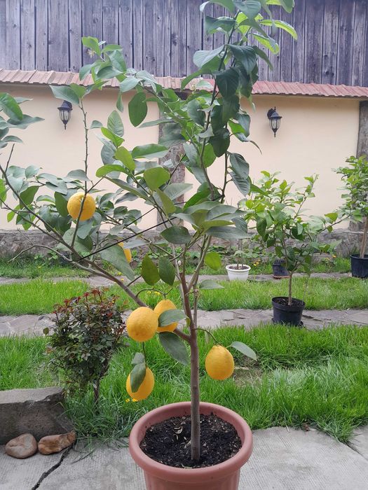 Vand Lamai la ghiveci