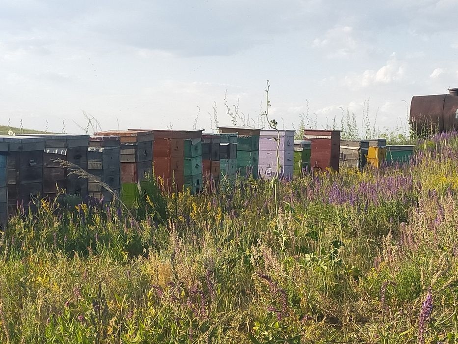 Продам мёд.Горное разнотравье