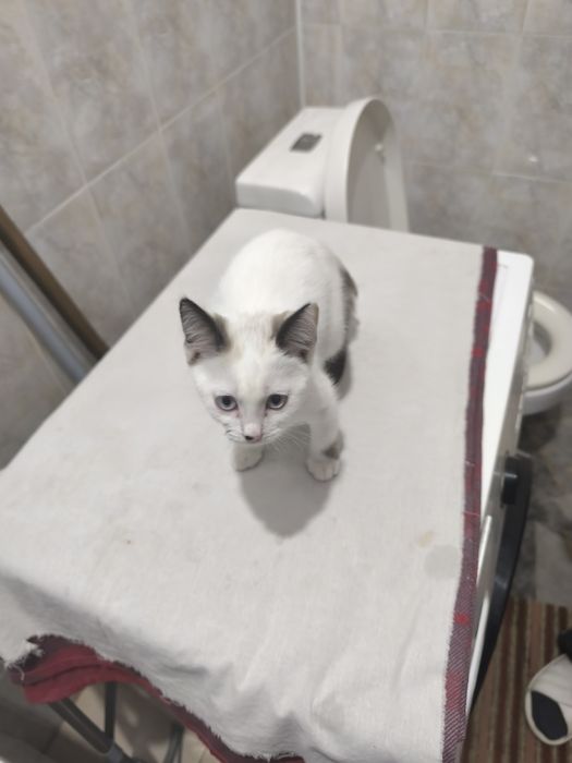 Котёнок возраст 2 месяца, чистый, домашний.