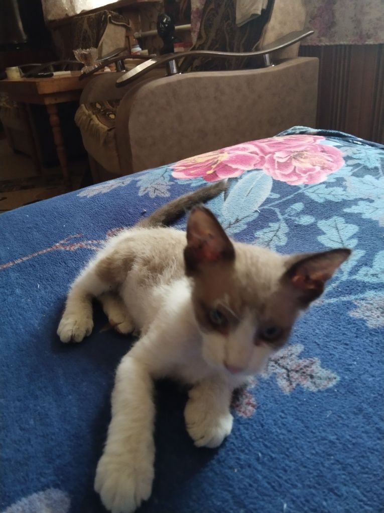 Продаются котята породы велюровые