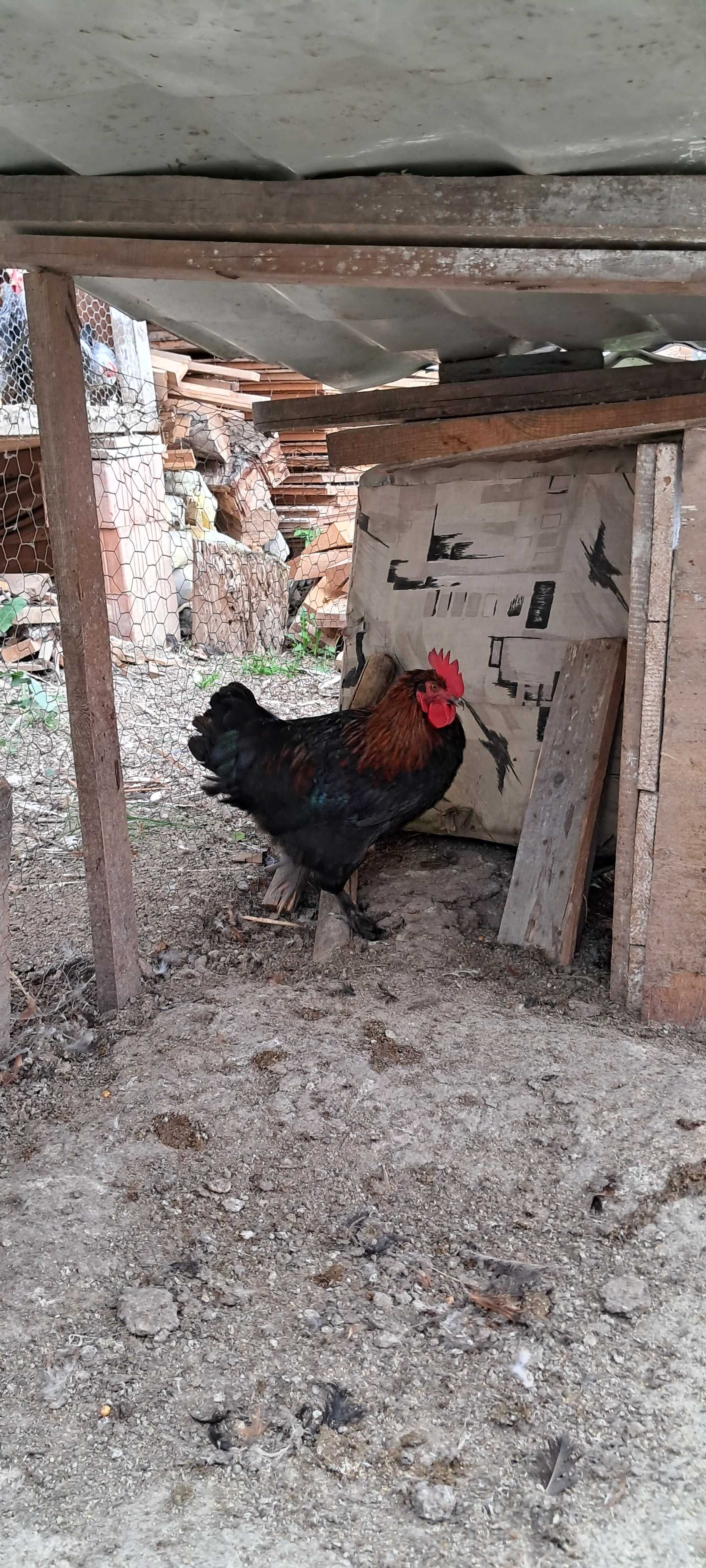 Cocosi Marans Negru Arămiu de anul acesta de vanzare .