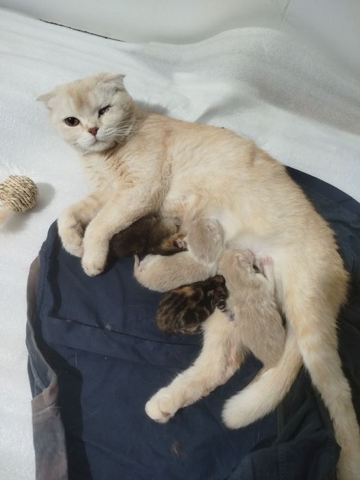Продаются семья СКОТИШ ФУД