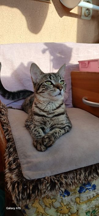 Donez pisicuța cuminte si iubitoare.