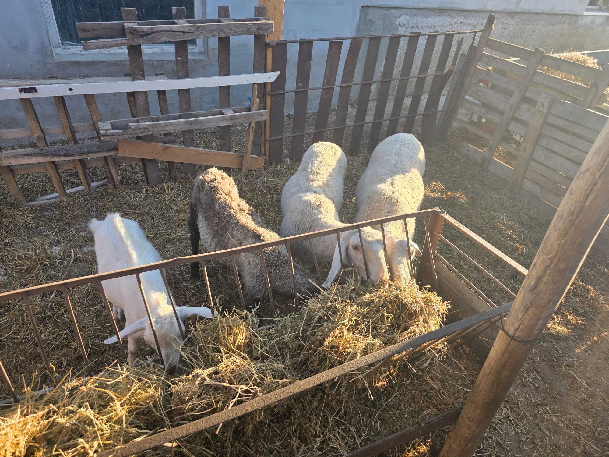 Продавам агнета женски