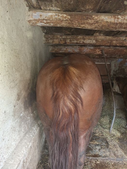 Vând armăsar cuminte de 5 ani