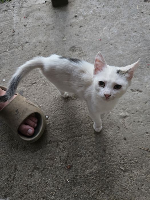 Dau spre adopție 2 pisicuțe