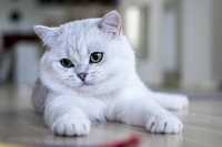 Породистый кот Вязка Британская Шиншилла