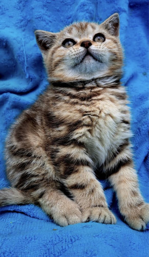 British shorthair tabby