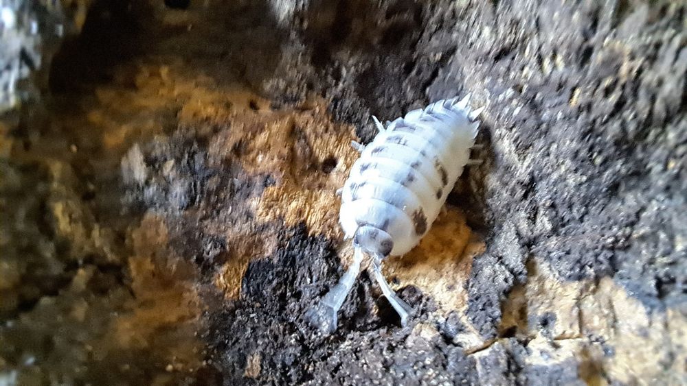 Colonie 25 indivizi Isopode Dairy Cow Izopode Porcellio Laevis