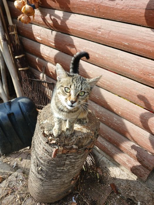 Donez pisoi tigrat