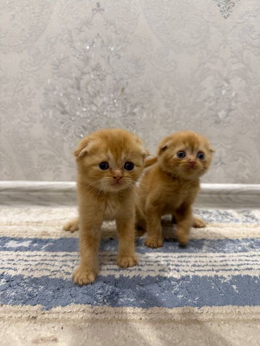 КОШКИ Котята скоттиш фолд
