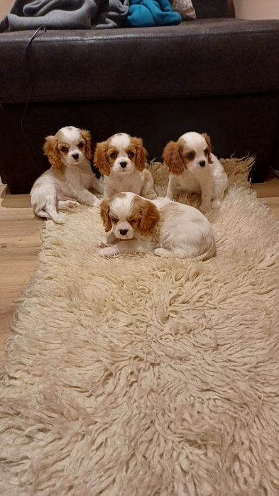 Продавам кавалер кинг чарлз шпаньол