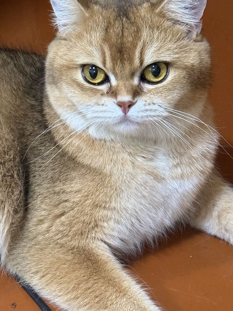 Zolataya Shinshilla
