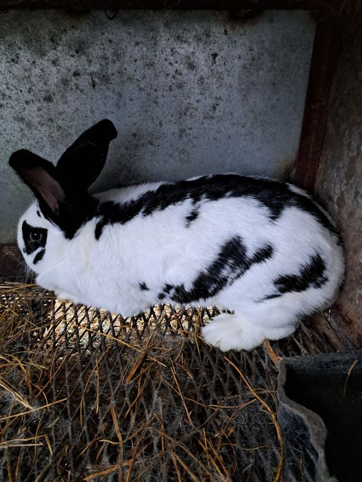 Vind iepuri rasa comuna