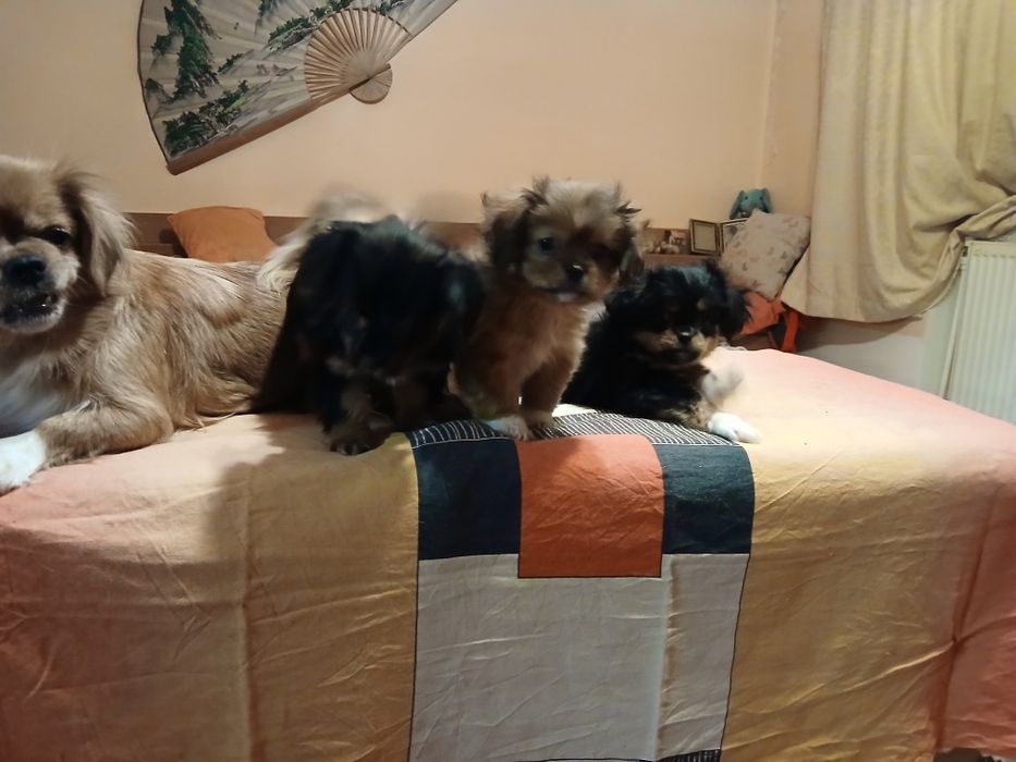 Donez căței pechinez,deparazitați,de 2 luni,doi băieți,și o fetiță.