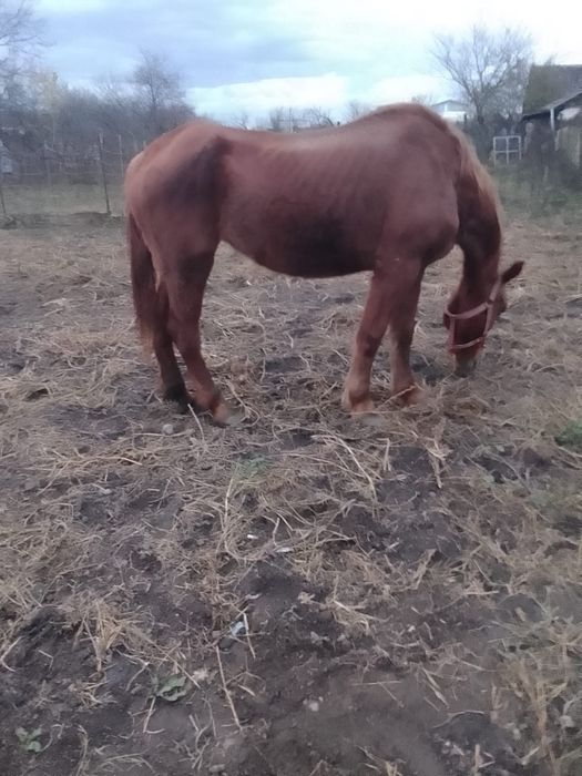Vând o iapa mai batrană