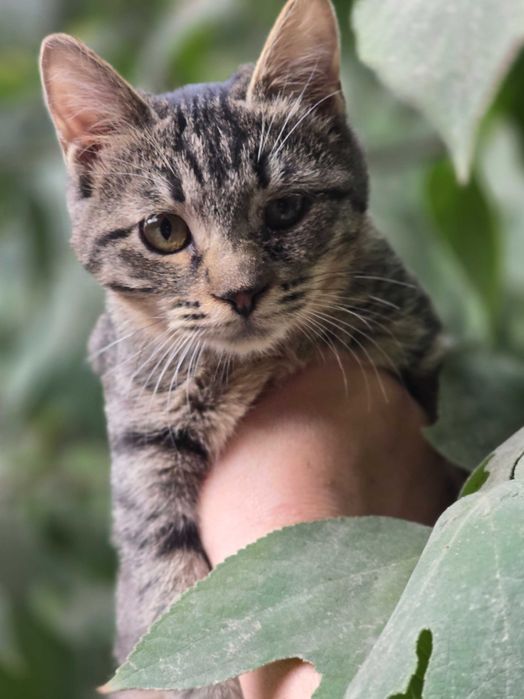 Малыш ищет семью!