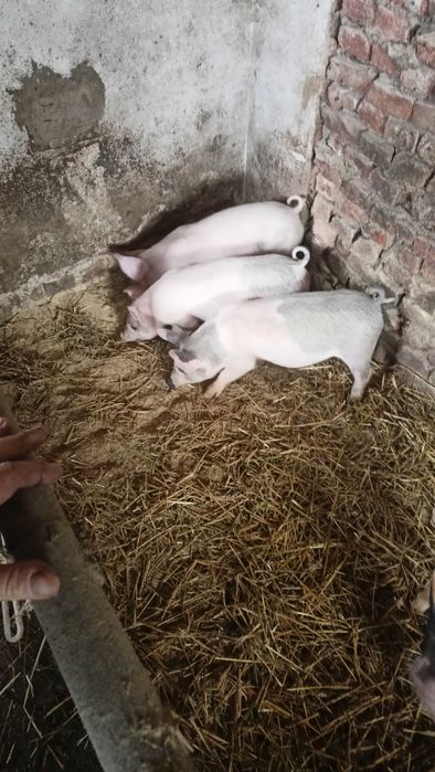 Продавам прасенца