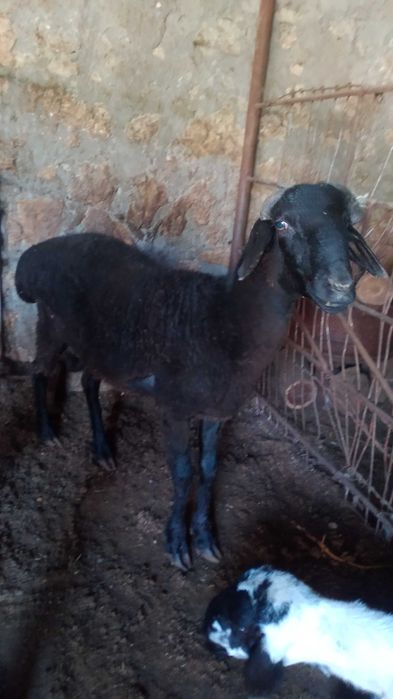 HALOL  Arzon Semiz Har xil Boqilgan Sifatli Qochqorlar sotiladi