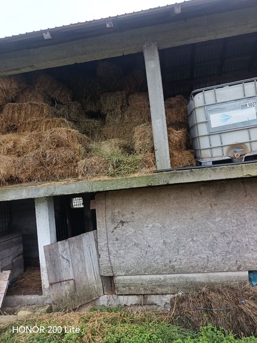 Vând baloți lucerna a doua și a treia coasă