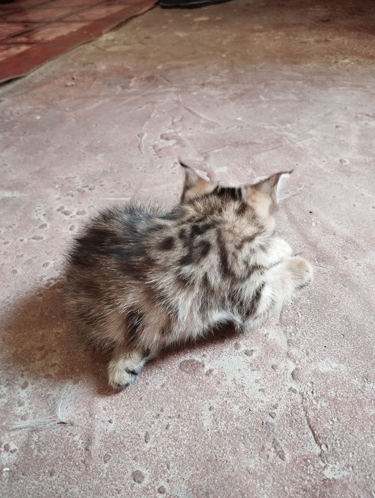Asalomualekom mushu bolalari sotiladi parodali