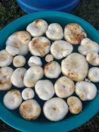 Грузди грибы солёные