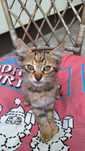 Ofer spre adoptie pisici cu varsta de 3 luni