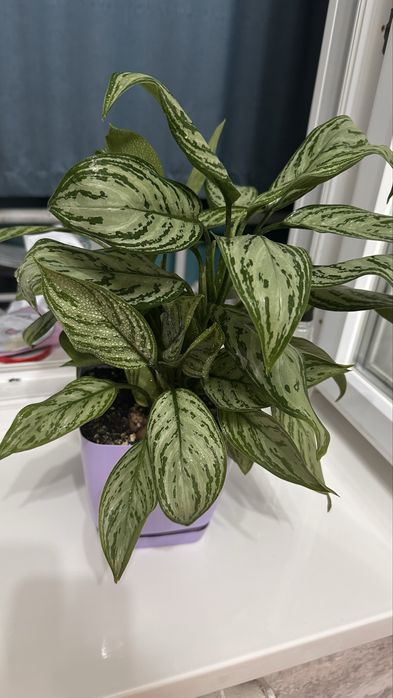 Продам комн растение Аглонема сильвер