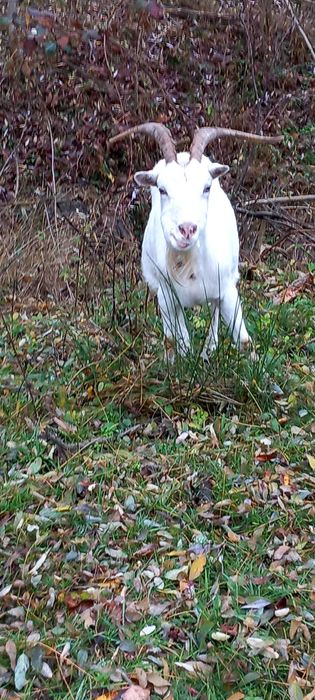 Vand 2 capre si o iada