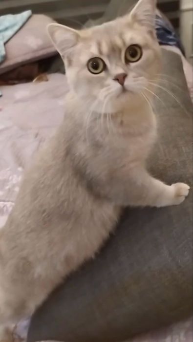 Продается котенок шиншила