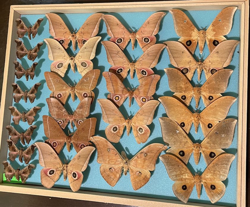 Колекция пеперуди насекоми