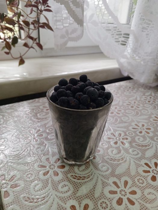 Продам ягоды черноплодной рябину