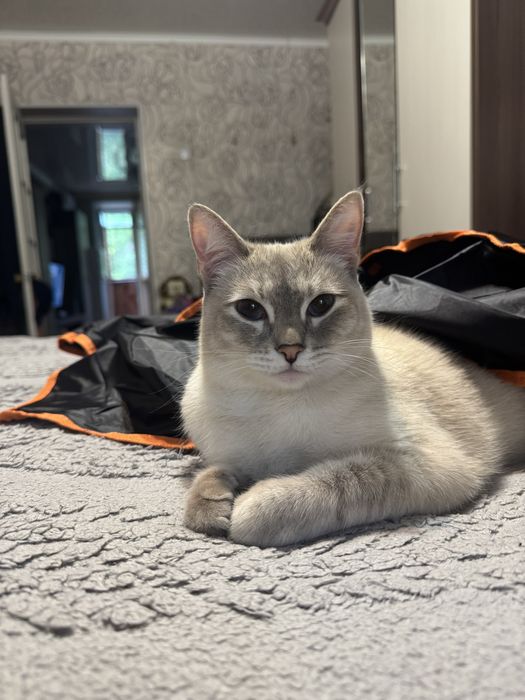 Ищем кошку!