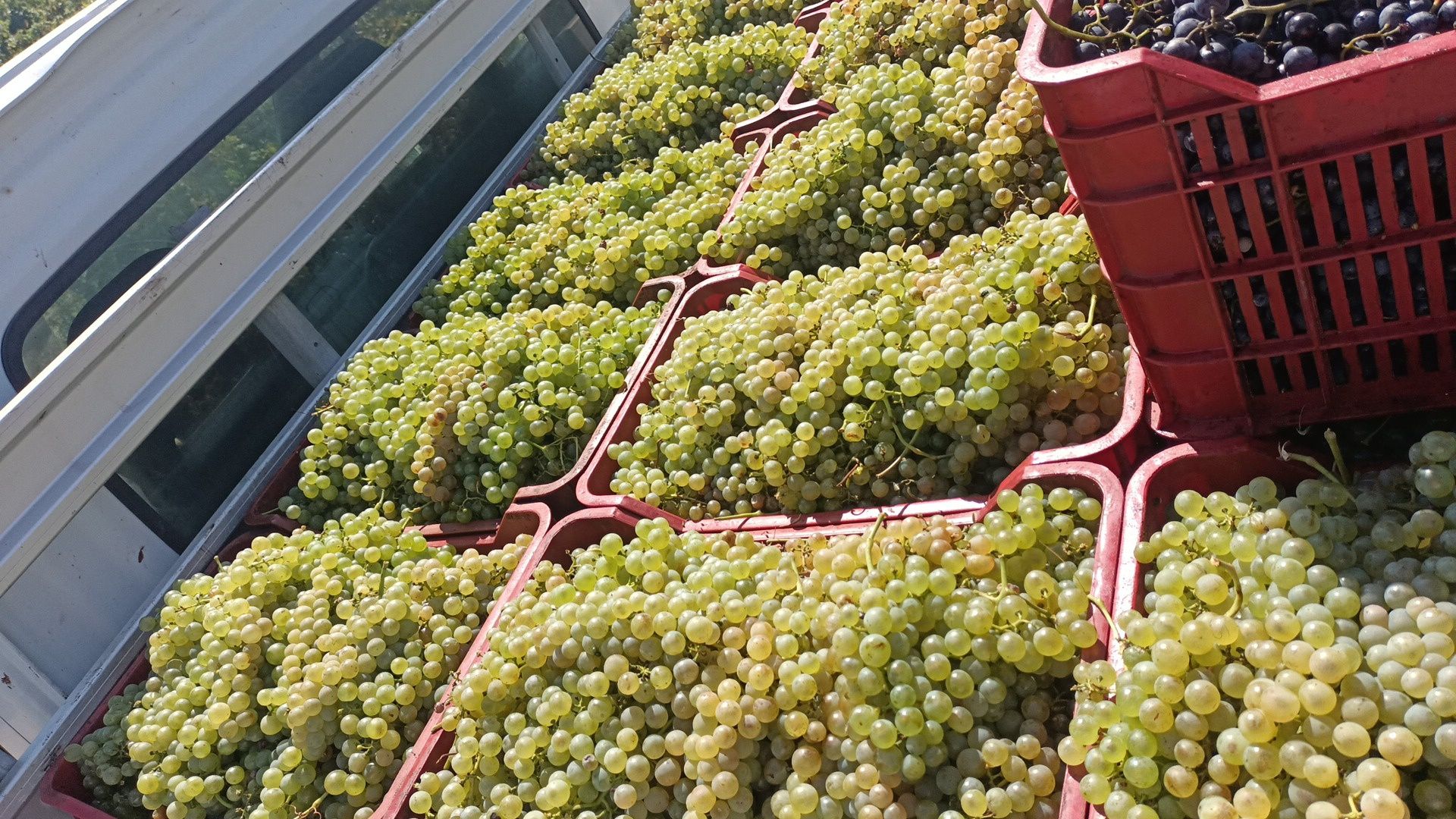 Struguri de vin diferite soiuri fetească regală resling galbena Odobeș