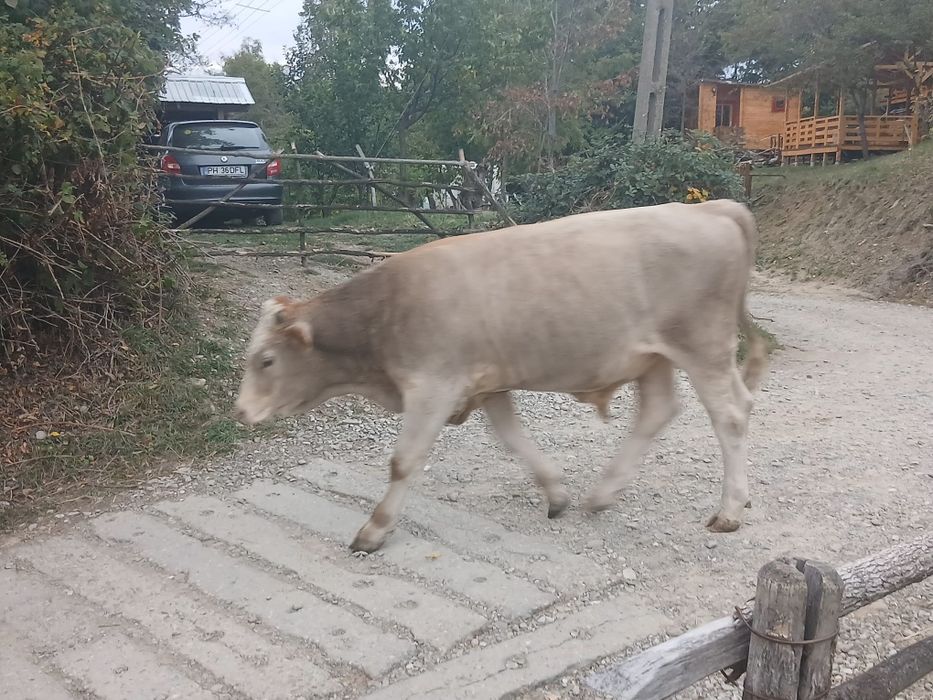 Taur de 10 luni.