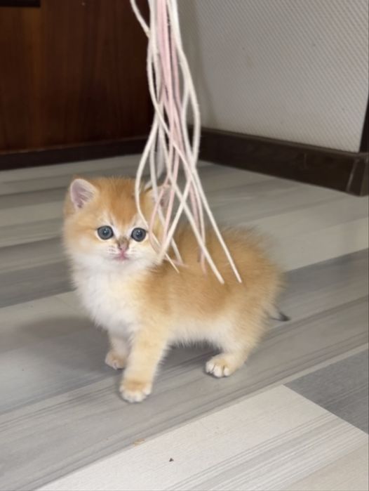 Продаётся британская золотая шиншилла ny12