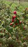 Vand zmeura Polka, 100% Bio, cultivata in gradina proprie.