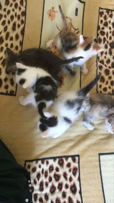 отдам котят  бесплатно