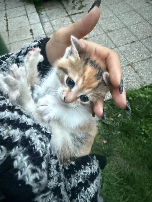Donez pisicuta pentru adoptie