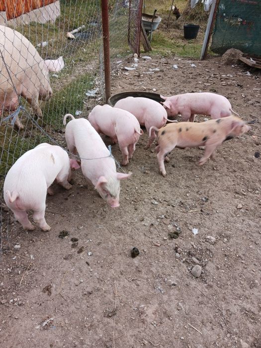 Fân Curat Bine Depozitat