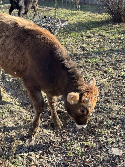 Продается бычок с телкой