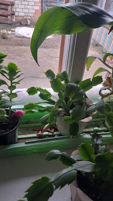 Декабрист цветы домашние